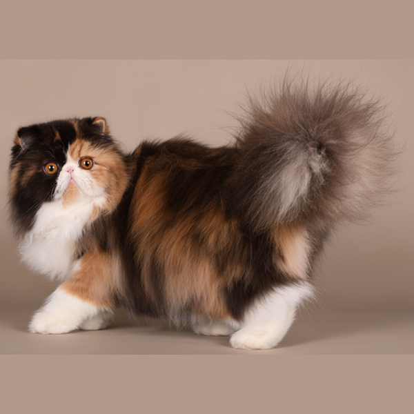 Persian - Physical Characteristics